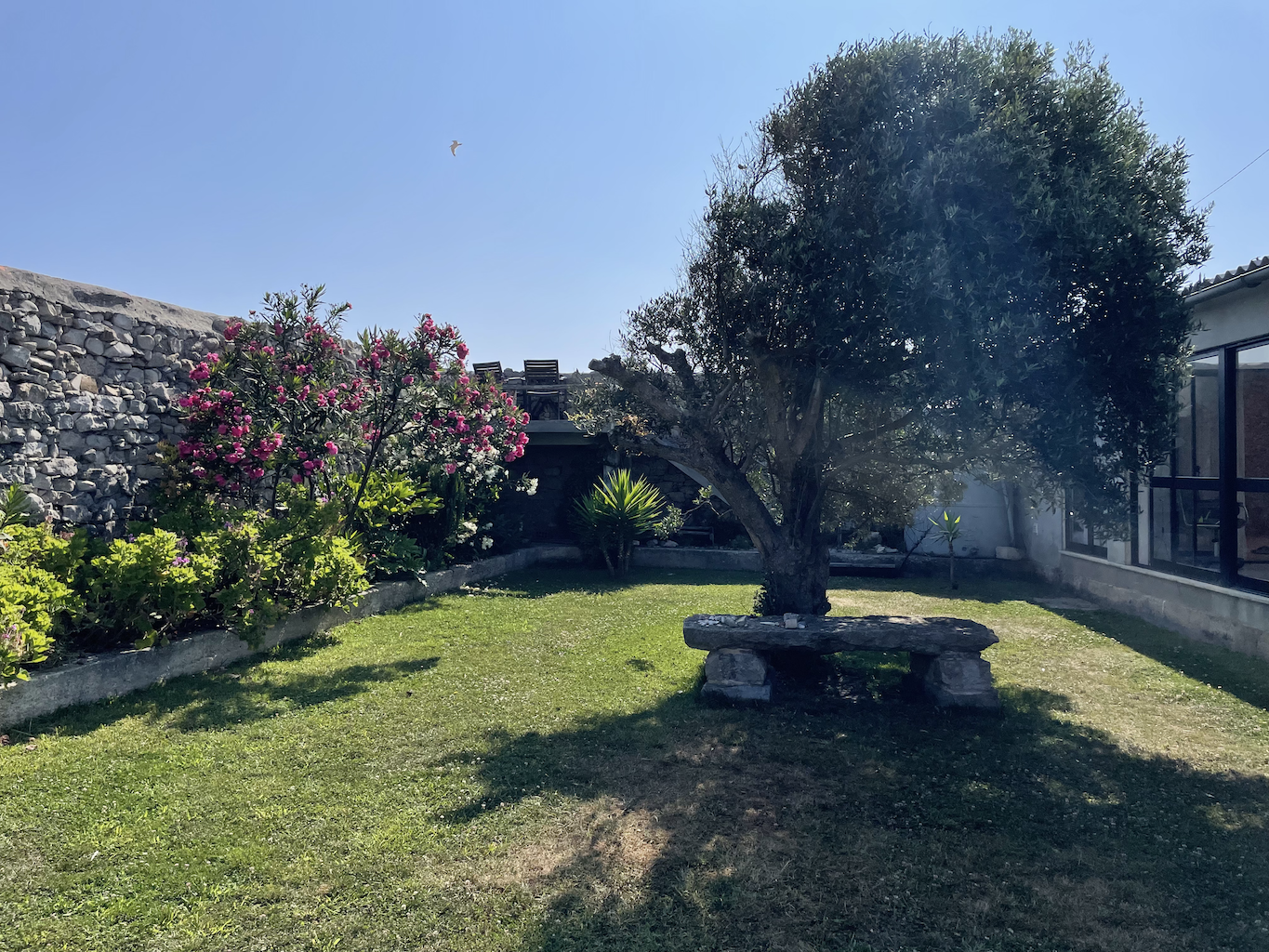 garden with olive tree-small